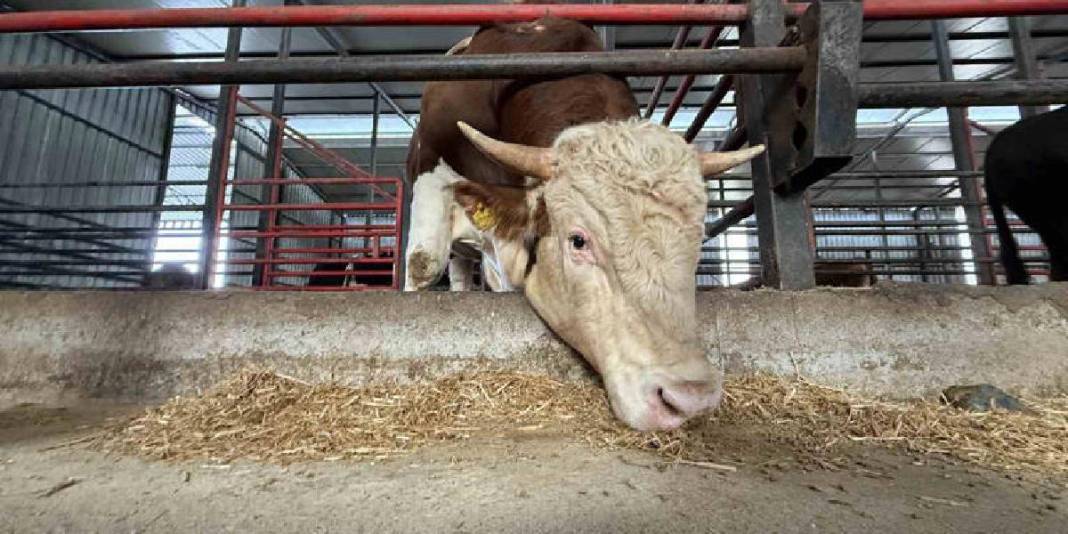 Ağırlığı 1,5 ton, fiyatı 950.000 TL: ‘Benim gözümde değeri çok daha fazla’ 2